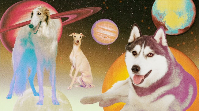 Here’s the Dog Breed That’s Most Compatible With Your Zodiac Sign